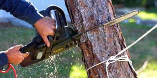 How Our Tree Care Process Works  in  Inkster, MI